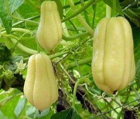 瓜粒可以吃吗,美味还是禁忌？揭秘瓜粒可食用之谜