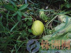 瓜粒可以吃吗,美味还是禁忌？揭秘瓜粒可食用之谜