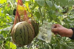 雨阴吃瓜,尽享悠闲吃瓜时光