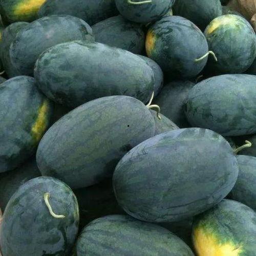 飞碟瓜宝宝可以吃