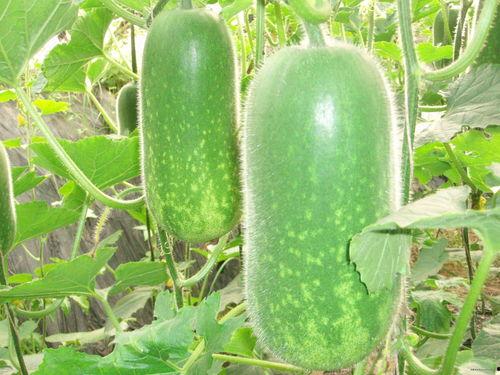 吃大瓜图,揭秘“吃大瓜”图背后的故事与趣味