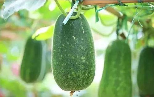 吃瓜小文章推荐,吃瓜小文章带你领略明星幕后故事