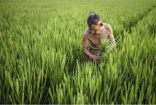 种田吃瓜录屏,田园生活趣味盎然