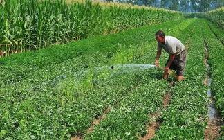 种田吃瓜录屏,田园生活趣味盎然