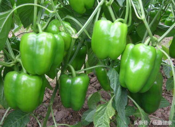 吃瓜青椒,揭秘美食背后的故事与传奇