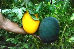 吃瓜的后果图片,揭秘网络热议背后的真相与反思