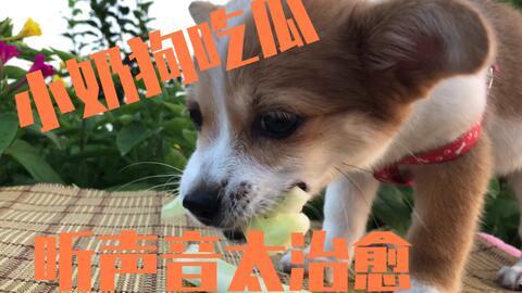 小狗与我吃瓜,小狗与我共享瓜果时光