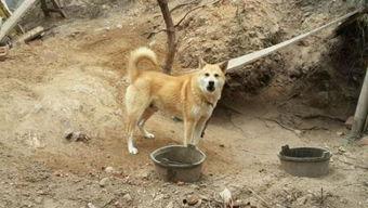 辰轩土狗吃瓜群众,吃瓜群众的欢乐盛宴