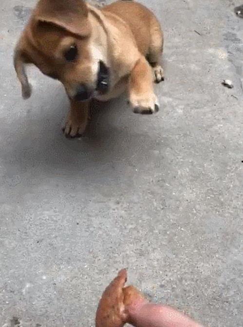 辰轩土狗吃瓜群众,吃瓜群众的欢乐盛宴