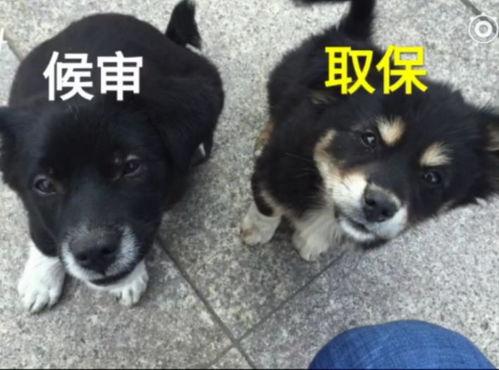 辰轩土狗吃瓜群众,吃瓜群众的欢乐盛宴