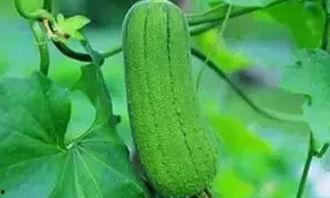 五月吃三瓜是哪三瓜,养生保健好时节