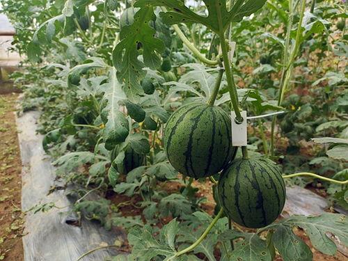 小超梦有什么瓜吃,揭秘那些令人垂涎欲滴的美食瓜界