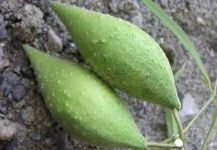 草吃瓜的教程,轻松掌握植物营养吸收技巧