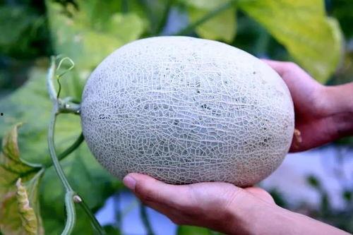 给你吃口哈密瓜