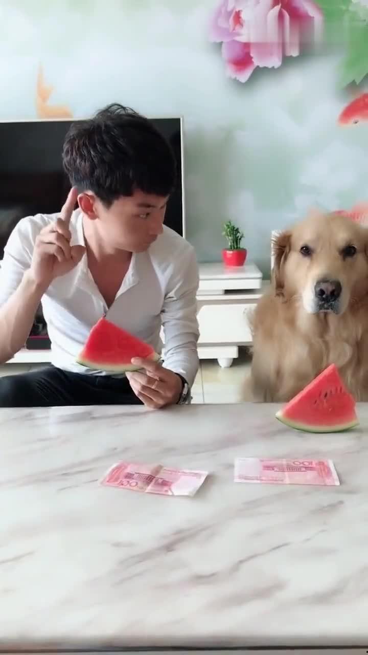 狗吃瓜表情卡通