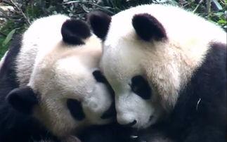 熊猫一二吃瓜,揭秘娱乐圈那些不为人知的幕后故事