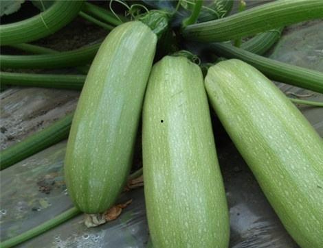 宝宝吃瓠子瓜好处,瓠子瓜的营养益处解析