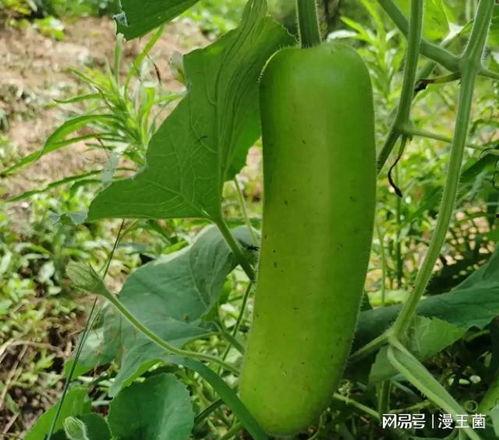 宝宝吃瓠子瓜好处,瓠子瓜的营养益处解析