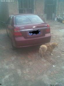 小黑说车吃瓜,揭秘车圈吃瓜背后的真相与内幕