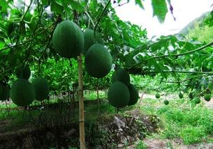 白吊瓜长多久可以吃