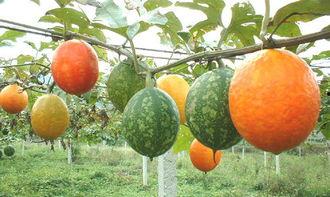 白吊瓜长多久可以吃