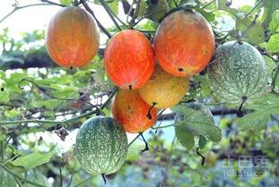 白吊瓜长多久可以吃