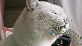 故事鱼鱼吃瓜了,意外开启奇幻之旅