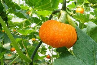 海棠文化吃瓜,品味传统与现代的交融