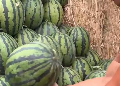 米脂让全国吃瓜,一场引发全国热议的“吃瓜”盛宴