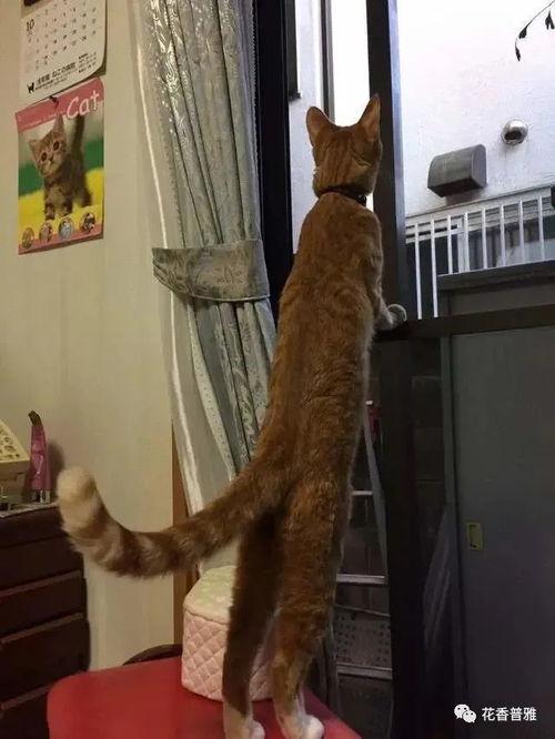 吃瓜像个猩猩,揭秘网络热词背后的趣味与思考