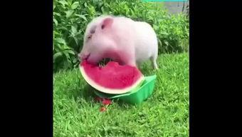 吃瓜小猪的星座,趣味星座运势大盘点