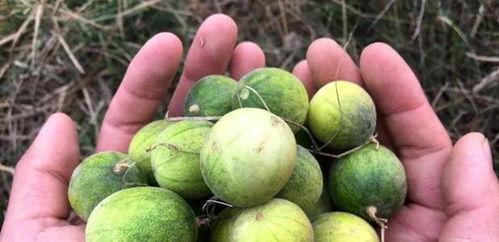 小草怎么吃瓜,解锁夏日清凉新姿势