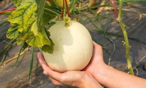 吃土瓜会上火吗,吃土瓜上火吗？揭秘常见食物的火气影响