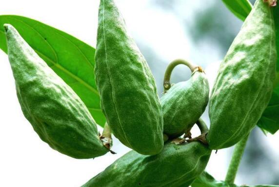 牛角瓜可以吃,美味与营养并存的天然食材