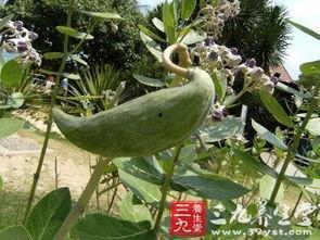 牛角瓜可以吃,美味与营养并存的天然食材