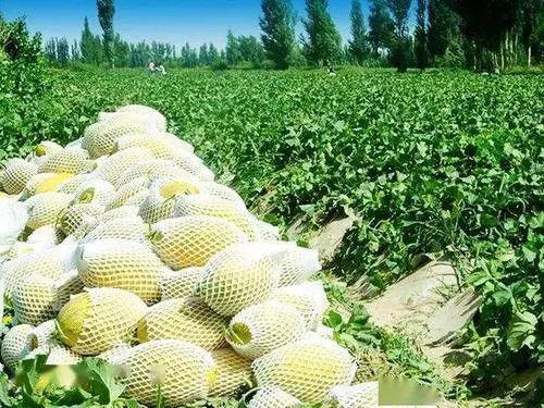 到瓜州去哪里吃瓜,探寻当地特色瓜果美食之旅