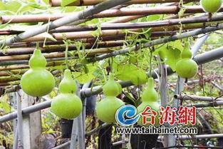 黄葫芦瓜怎么吃,解锁美味新体验