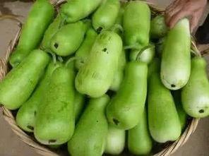 黄葫芦瓜怎么吃,解锁美味新体验