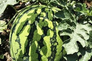 北方面瓜怎么吃