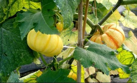 湖州直播吃瓜,一场视觉盛宴与美食之旅