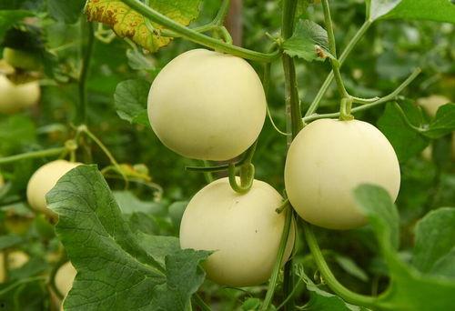 可以天天吃的瓜,轻松享用的健康生活指南