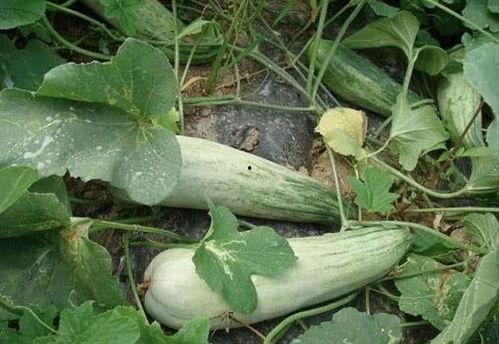 可以天天吃的瓜,轻松享用的健康生活指南