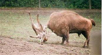 吃瓜顶流鹿,吃瓜顶流鹿的崛起之路