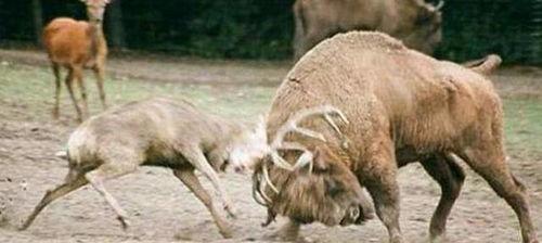 吃瓜顶流鹿,吃瓜顶流鹿的崛起之路