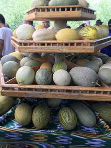 新疆早吃瓜,品味独特风情，探寻瓜果之乡的魅力