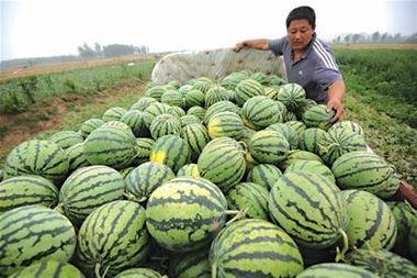 呆瓜卖花吃瓜,趣味盎然的田园生活趣事