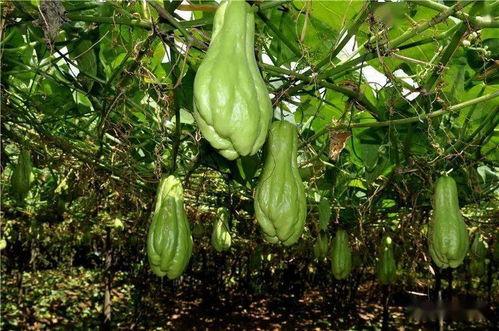 吃瓜青农,揭秘农村新势力背后的故事