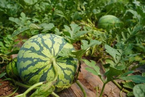 最有福的吃瓜,最有福的吃瓜达人，揭秘幸福生活的秘密