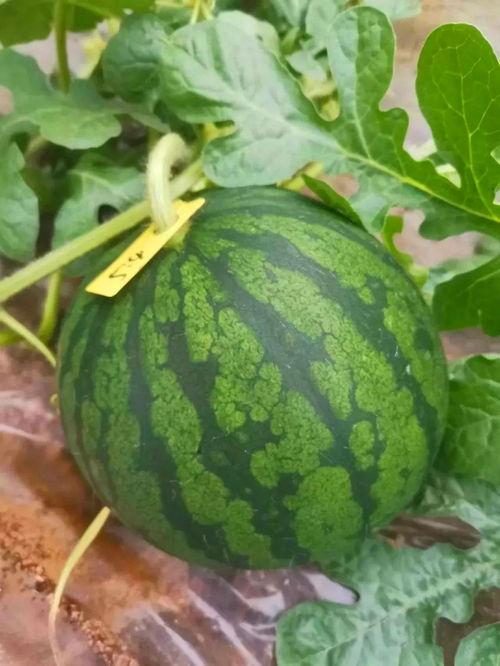 最有福的吃瓜,最有福的吃瓜达人，揭秘幸福生活的秘密