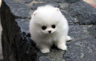 博美犬可以吃哈密瓜